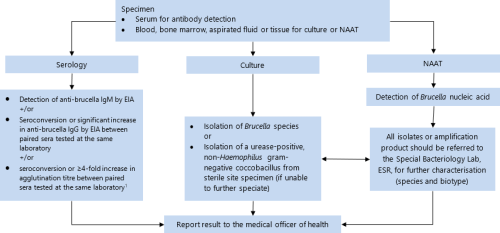 flowchart for Brucellosis