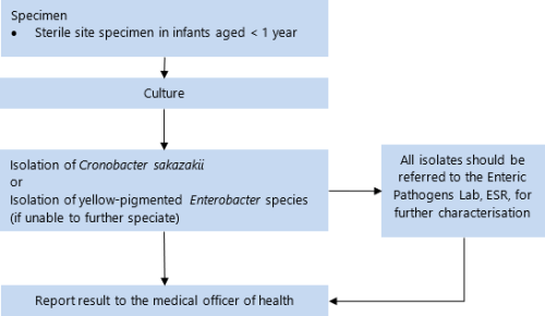 flowchart for Cronobacter species (formerly Enterobacter sakazakii invasive disease) 
