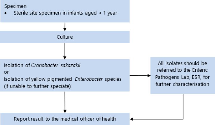 flowchart for Cronobacter species (formerly Enterobacter sakazakii invasive disease) 