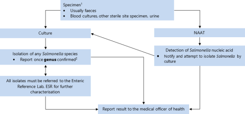 flowchart for Salmonellosis, typhoid and paratyphoid fever