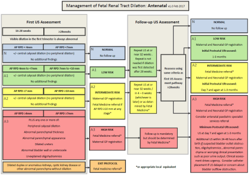 Chart showing management of antenatal fetal renal tract dilation