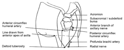 Figure 2.7: Surface landmarks and structures potentially damaged by intramuscular injection in the upper limb