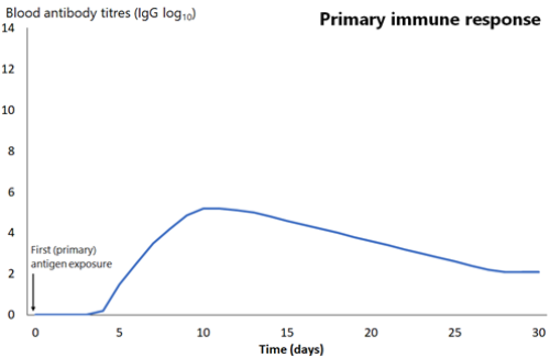 Line graph comparison of primary and secondary immune responses to protein-containing vaccines- Primary phase