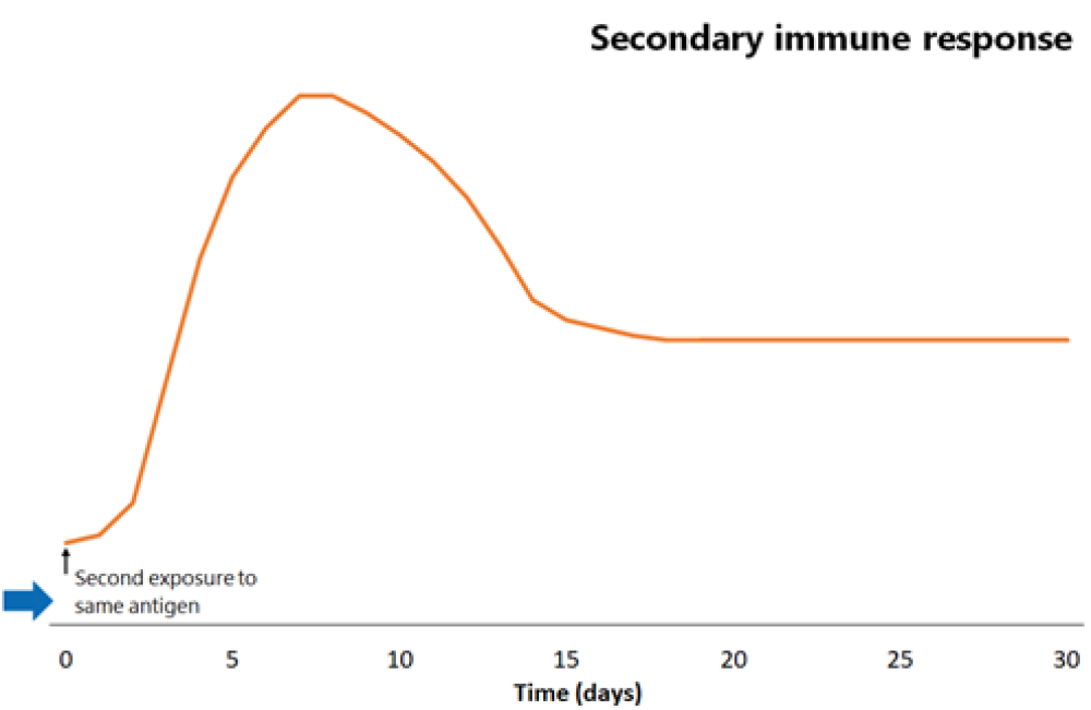 Line graph comparison of primary and secondary immune responses to protein-containing vaccines- Secondary phase