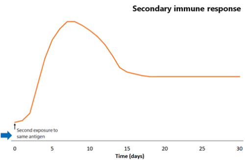 Line graph comparison of primary and secondary immune responses to protein-containing vaccines- Secondary phase